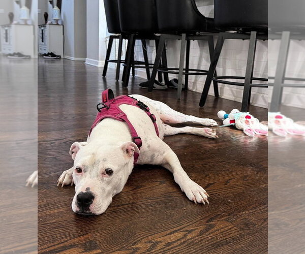 Medium Photo #6 American Staffordshire Terrier-Unknown Mix Puppy For Sale in Wenonah, NJ, USA