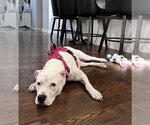 Small #5 American Staffordshire Terrier Mix