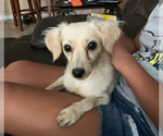 Small Photo #1 Maltipoo Puppy For Sale in LOS ANGELES, CA, USA