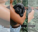 Small Photo #4 Labrador Retriever Puppy For Sale in LUBLIN, WI, USA
