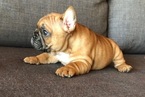 Small Photo #1 French Bulldog Puppy For Sale in ROSEVILLE, CA, USA