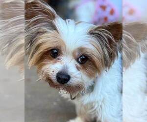 Mutt Dogs for adoption in Kennesaw, GA, USA