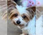 Judith - Female Mutt Dog for Adoption - Small photo