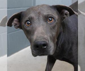 American Staffordshire Terrier-Unknown Mix Dogs for adoption in San Antonio, TX, USA