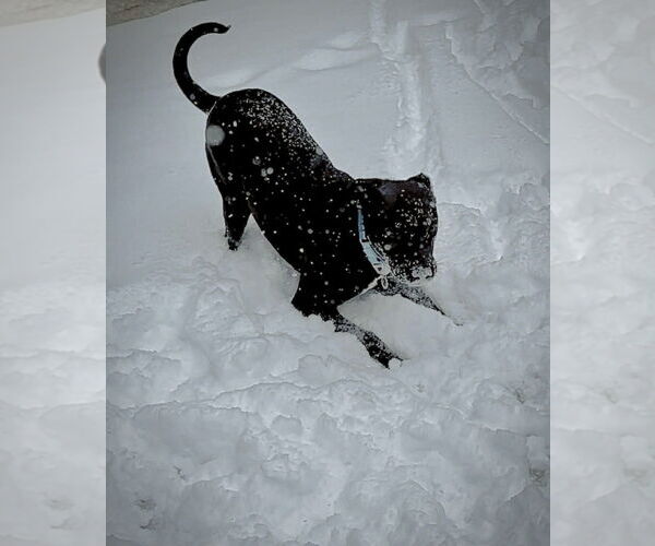 Medium Photo #2 Mutt Puppy For Sale in Candler, NC, USA