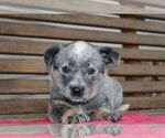 Small Photo #2 Australian Cattle Dog Puppy For Sale in HYDE PARK, VT, USA