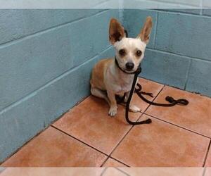 Chihuahua Dogs for adoption in Downey, CA, USA