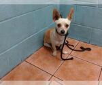 Small Chihuahua