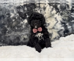 Cavapoo Puppy for sale in CAMPBELLSVILLE, KY, USA