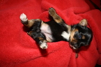 Small Photo #1 Yorkshire Terrier Puppy For Sale in PLANT CITY, FL, USA