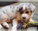 Small #1 Australian Shepherd