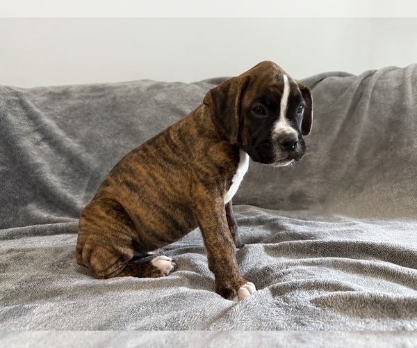 Medium Photo #5 Boxer Puppy For Sale in WEST COLUMBIA, SC, USA