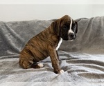 Small #4 Boxer