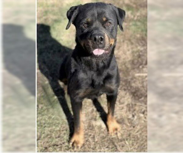 Medium Photo #1 Rottweiler Puppy For Sale in Hillsboro, NH, USA