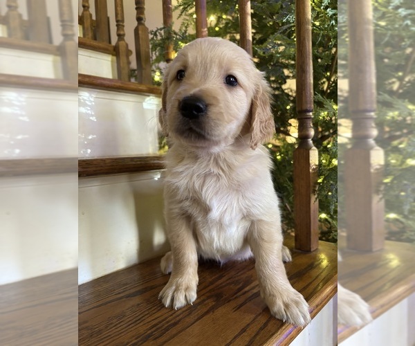 Medium Photo #1 Golden Retriever Puppy For Sale in LYNCHBURG, VA, USA