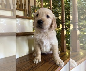 Golden Retriever Puppy for sale in LYNCHBURG, VA, USA