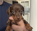 Small #1 Dachshund