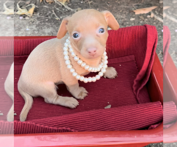 View Ad Chipin Litter of Puppies for Sale near Arizona, PHOENIX, USA