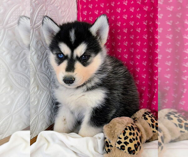 Medium Photo #28 Siberian Husky Puppy For Sale in MOUNT AYR, IA, USA