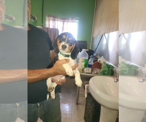 Medium Photo #6 Beagle Puppy For Sale in MONROEVILLE, NJ, USA