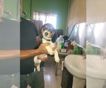 Small Photo #6 Beagle Puppy For Sale in MONROEVILLE, NJ, USA