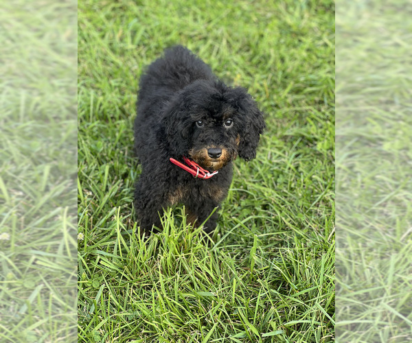 Medium Photo #12 Poodle (Toy) Puppy For Sale in WARSAW, IN, USA