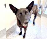 Small #1 Labrador Retriever Mix