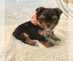 Small Photo #3 Yorkshire Terrier Puppy For Sale in LA VERNIA, TX, USA