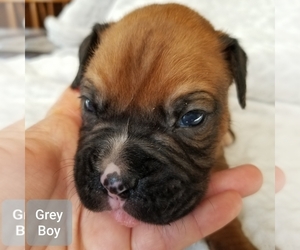 Boxer Puppy for sale in APPOMATTOX, VA, USA