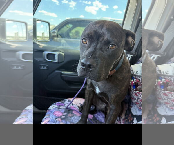 Medium Photo #2 Staffordshire Bull Terrier Puppy For Sale in Denton, TX, USA