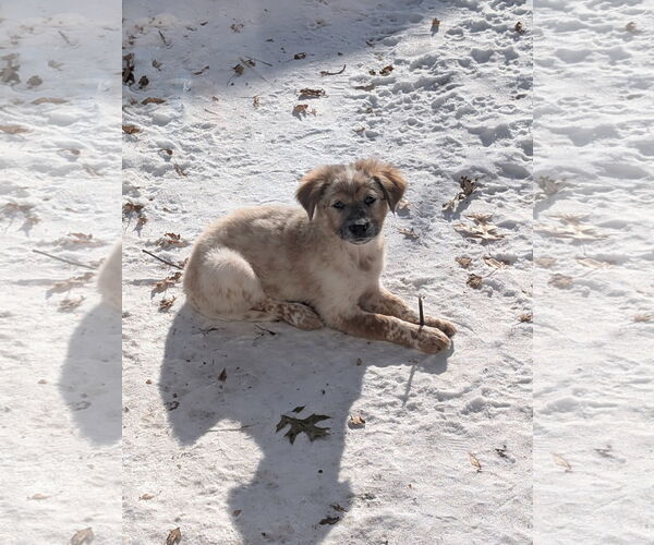 Medium Photo #3 Great Pyrenees-Unknown Mix Puppy For Sale in Minneapolis, MN, USA