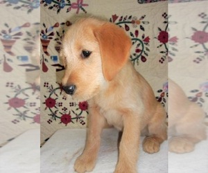 Golden Labrador-Poodle (Standard) Mix Puppy for sale in WEST GROVE, PA, USA