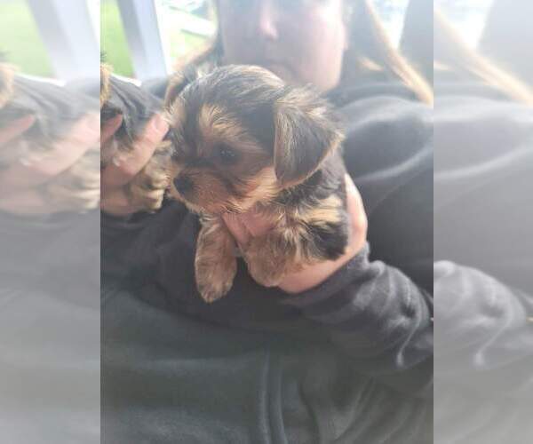 Medium Photo #10 Yorkshire Terrier Puppy For Sale in LINCOLN CITY, OR, USA