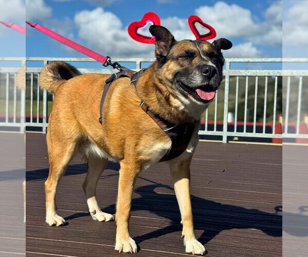 Medium Photo #2 Siberian Husky Puppy For Sale in Salinas, CA, USA