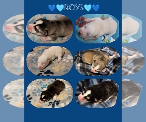Pomsky Puppy for sale in SANFORD, MI, USA