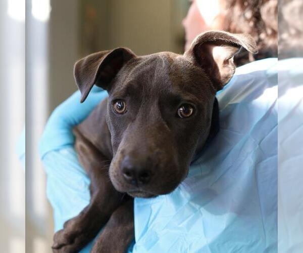 Medium Photo #1 American Staffordshire Terrier-Unknown Mix Puppy For Sale in San Antonio, TX, USA