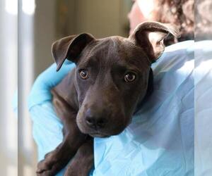 American Staffordshire Terrier-Unknown Mix Dogs for adoption in San Antonio, TX, USA