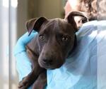 WOLF-GANG PUP - Male American Staffordshire Terrier-Unknown Mix Dog for Adoption - Small photo