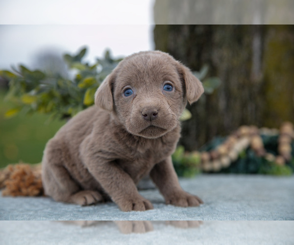Medium Photo #1 Labrador Retriever Puppy For Sale in HOLMESVILLE, OH, USA