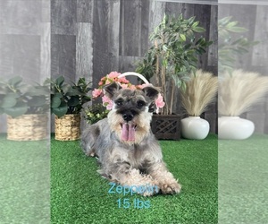 Father of the Schnauzer (Miniature) puppies born on 05/28/2026