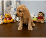 Small #4 Cocker Spaniel