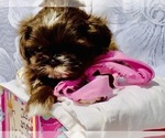 Small Photo #6 Shih Tzu Puppy For Sale in GREENVILLE, SC, USA