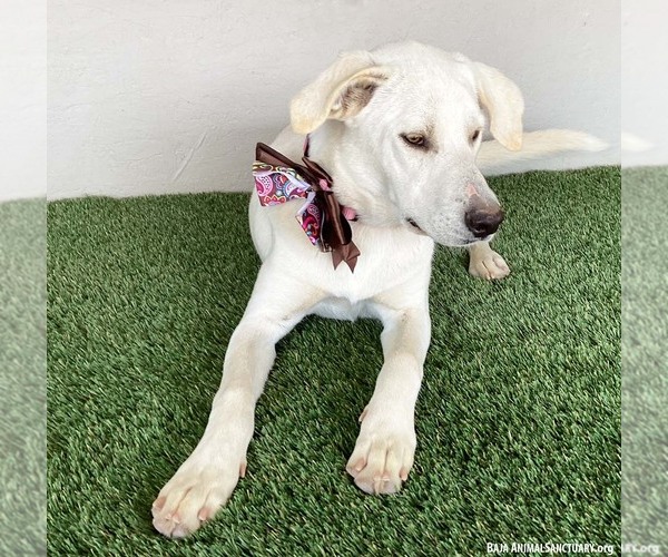 Medium Photo #2 Mutt Puppy For Sale in San Diego, CA, USA