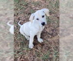 Small #1 Labrador Retriever Mix