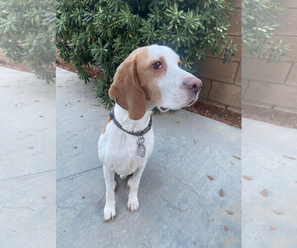 Medium Photo #2 Beagle Puppy For Sale in Apple Valley, CA, USA