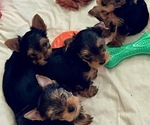 Small #5 Yorkshire Terrier