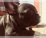 Small Photo #3 French Bulldog Puppy For Sale in AFTON, WY, USA