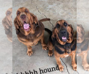 Father of the Bloodhound puppies born on 11/08/2019