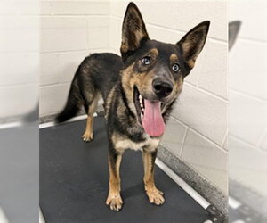 German Shepherd Dog-Unknown Mix Dogs for adoption in Houston, TX, USA