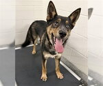 Small German Shepherd Dog Mix